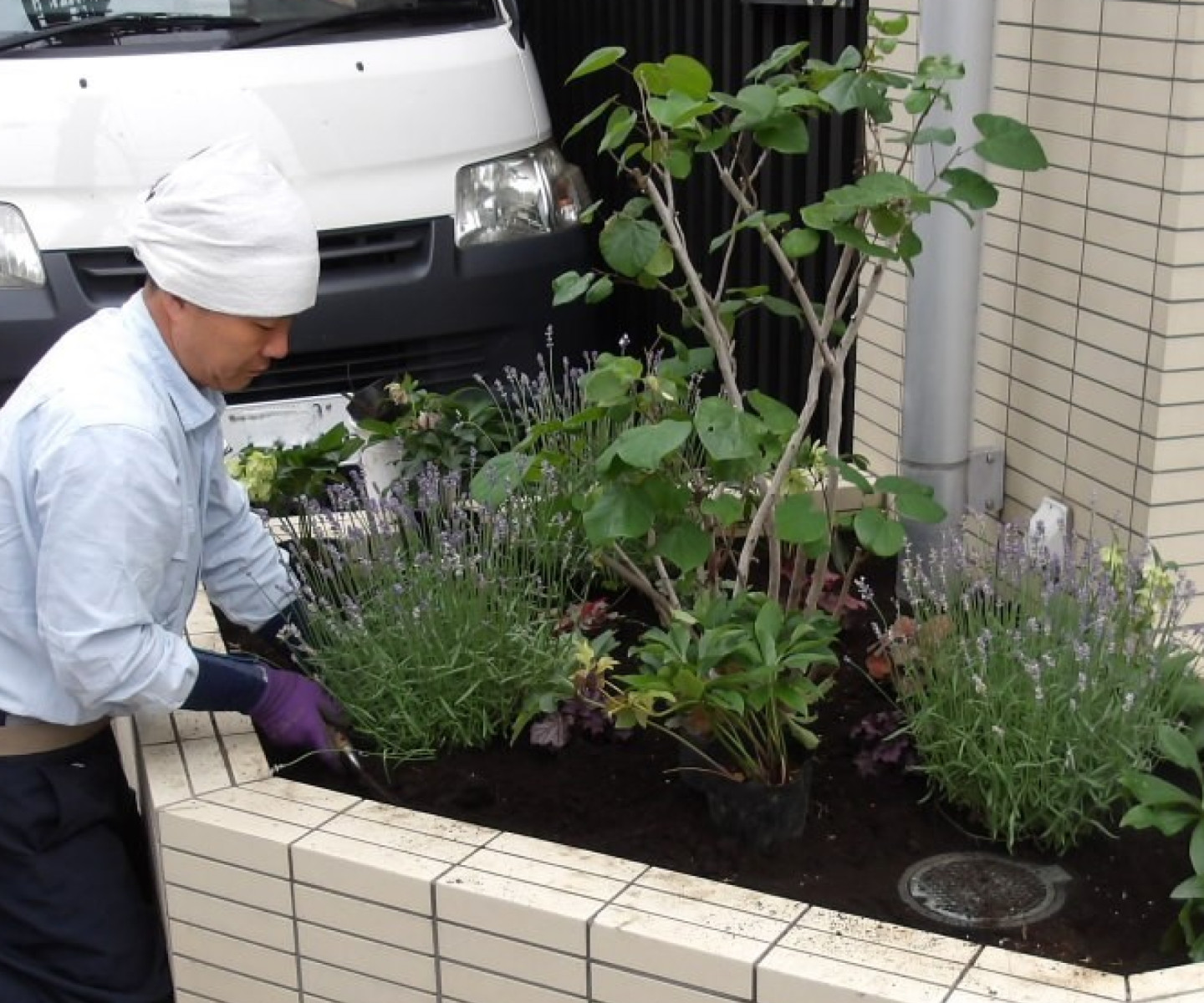 庭木の手入れをしている男性